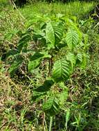 صورة Handroanthus cristatus (A. H. Gentry) S. O. Grose