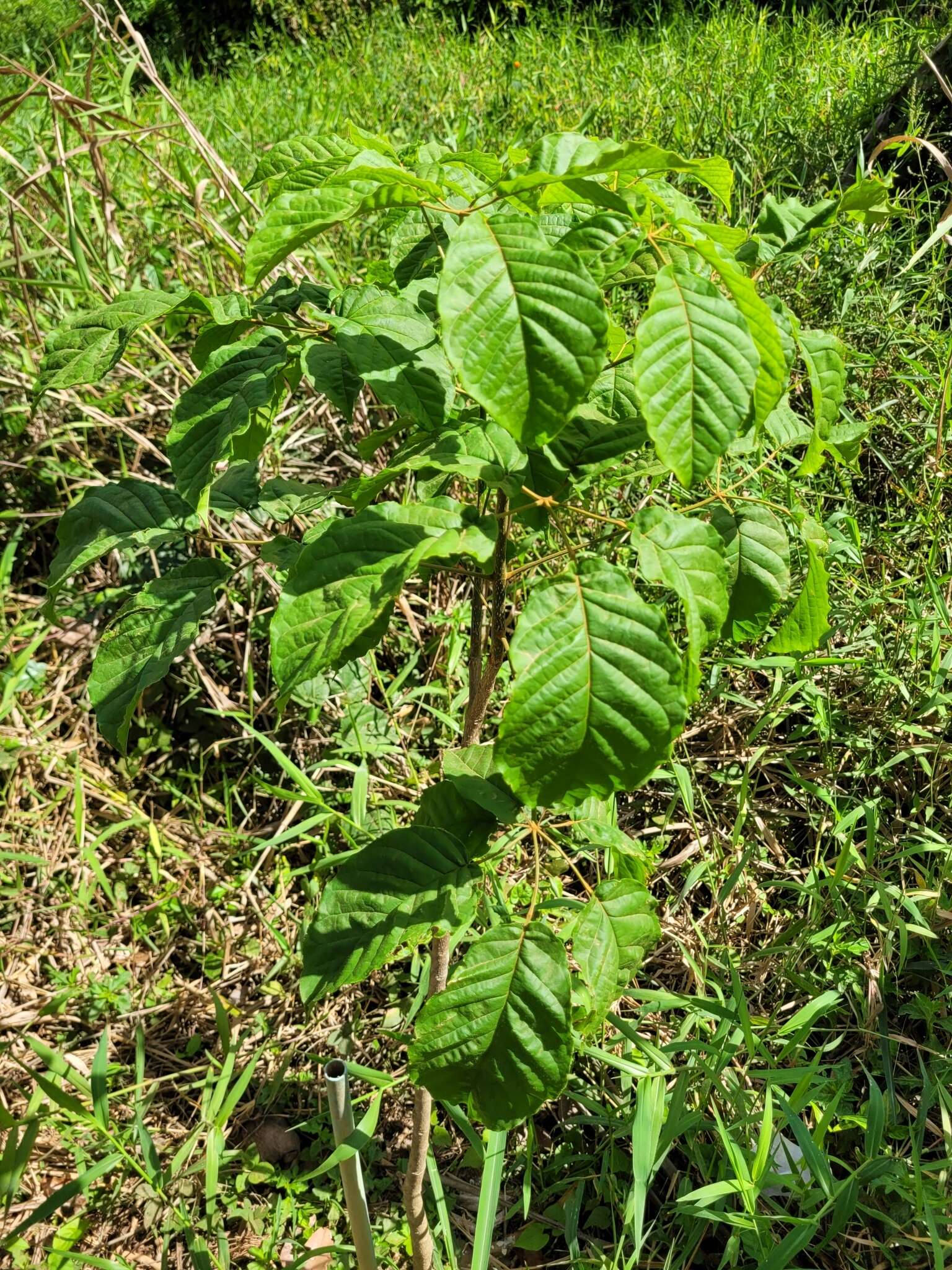 صورة Handroanthus cristatus (A. H. Gentry) S. O. Grose