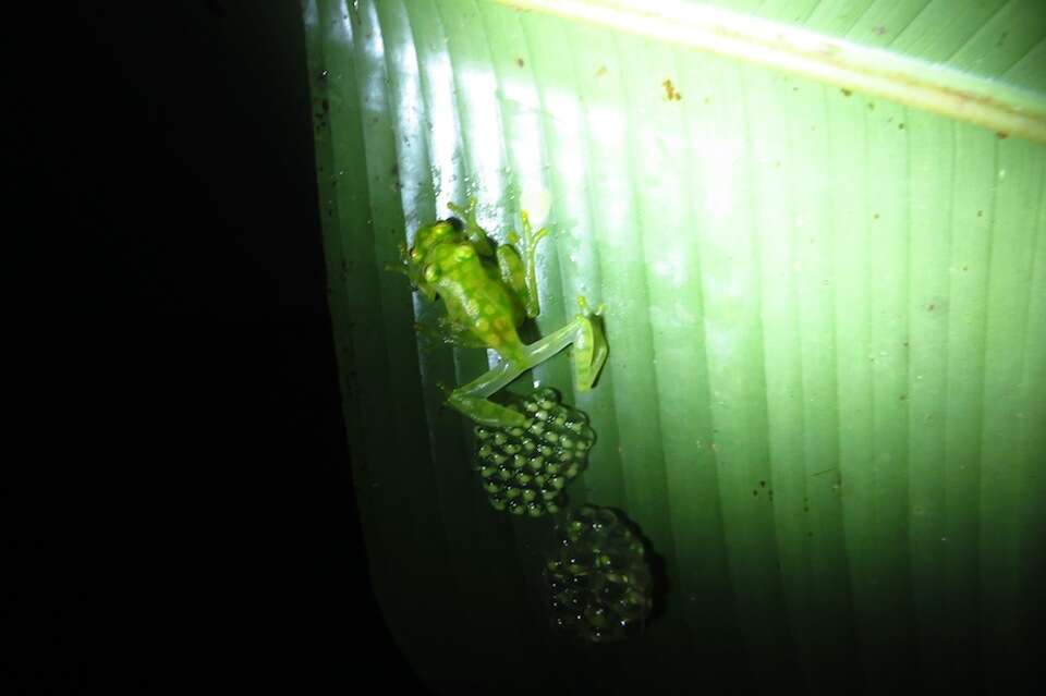 Image of La Palma Glass Frog