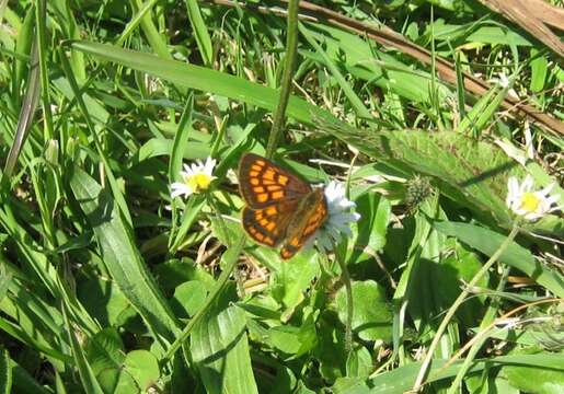 Image of Lycaena salustius (Fabricius 1793)