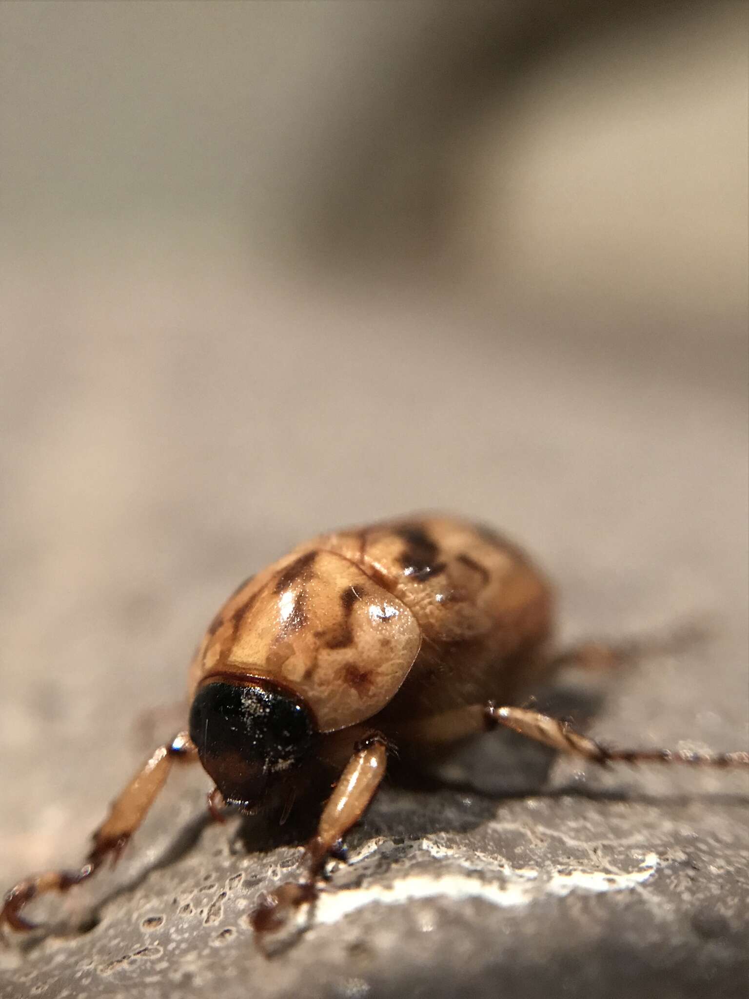 Image of Cyclocephala signaticollis Burmeister 1847