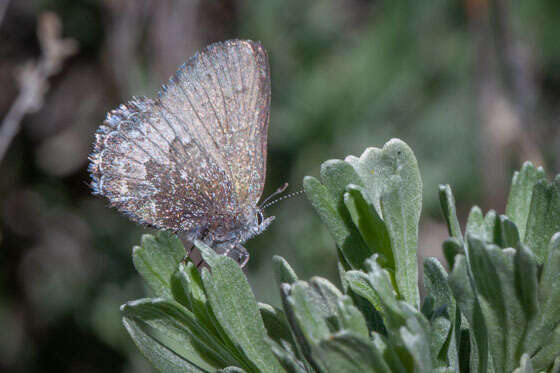 Image of Desert Elfin