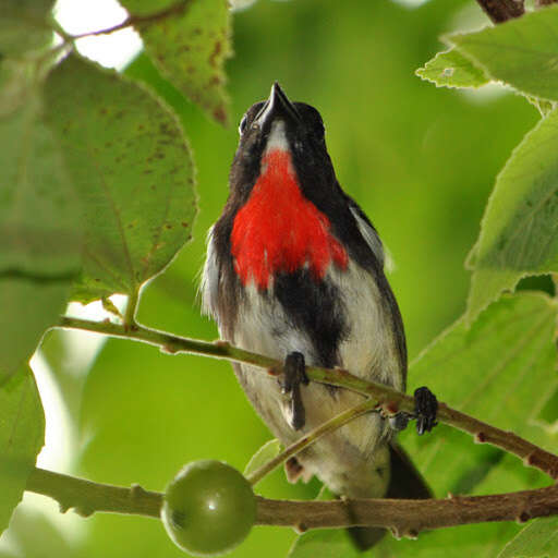 Image of Grey-sided Flowerpecker