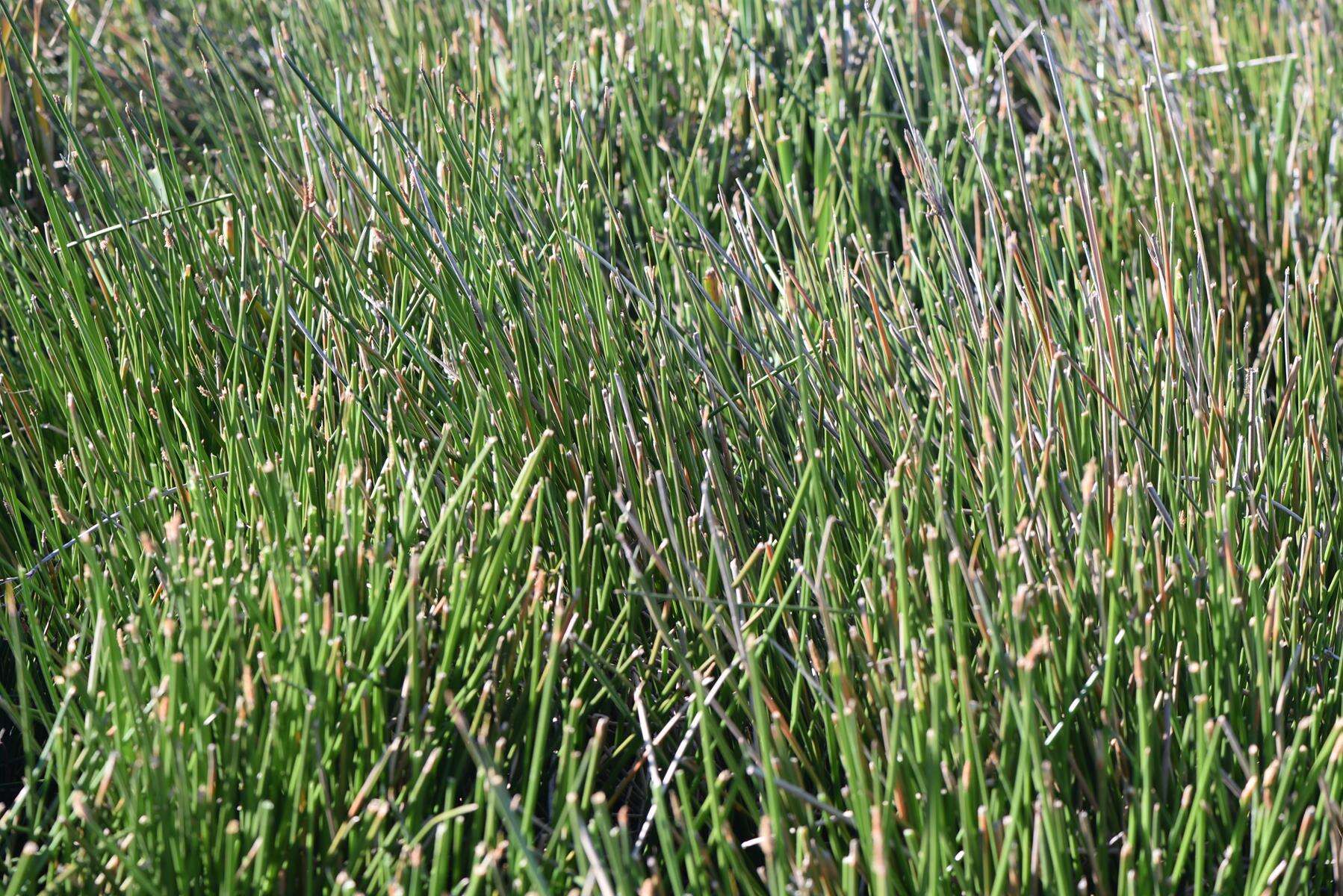 Imagem de Eleocharis limosa (Schrad.) Schult.