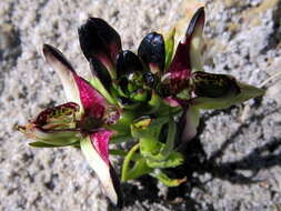 Image of Disa atricapilla (Harv. ex Lindl.) Bolus