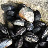 Image of Mediterranean mussel