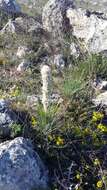 Image of Asphodeline taurica (Pall. ex M. Bieb.) Endl.