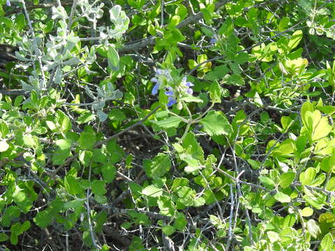 Salvia ballotiflora Benth. resmi