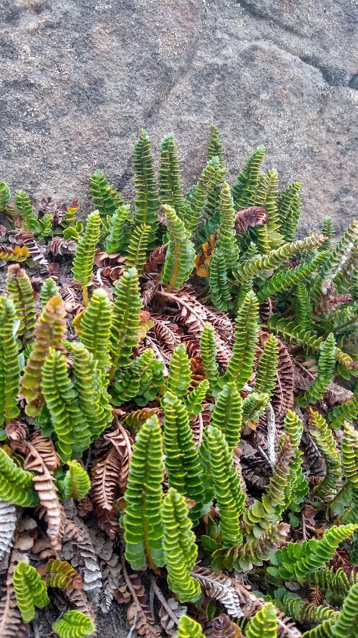 Image of Polystichum andinum Phil.