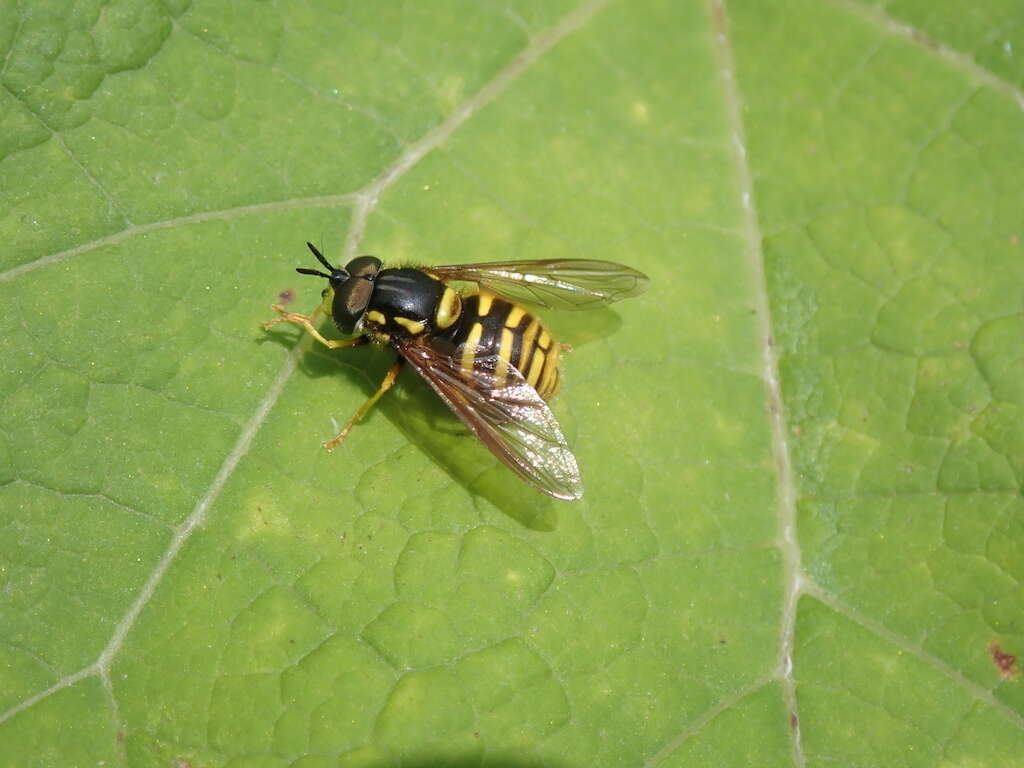 Plancia ëd Chrysotoxum arcuatum (Linnaeus 1758)