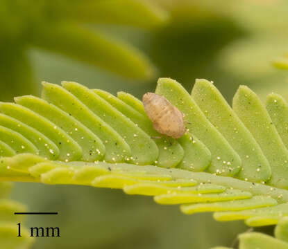 Image of Acacia Psyllid