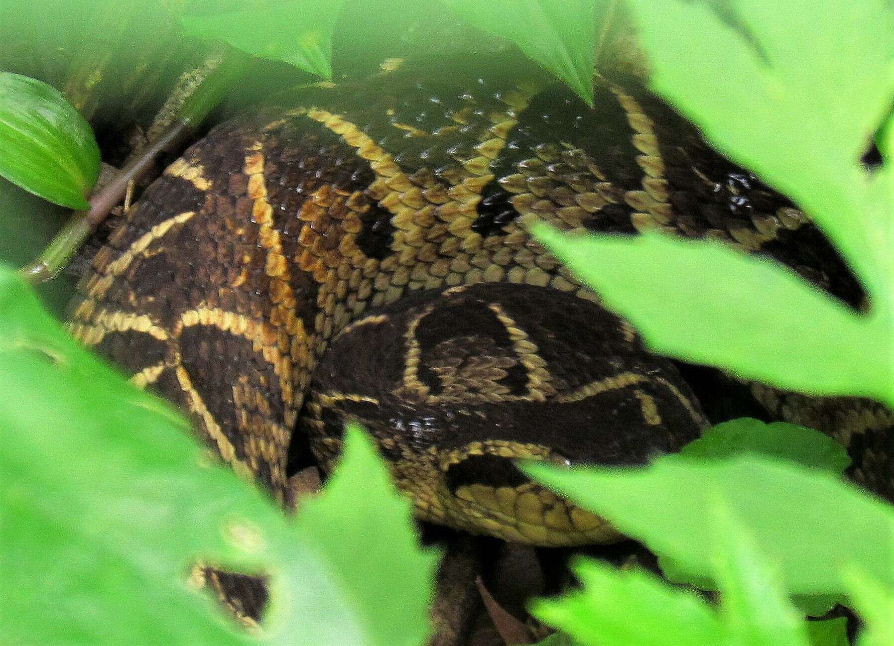 صورة Bothrops jararacussu Lacerda 1884