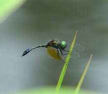 Imagem de Nannophyopsis Lieftinck 1935