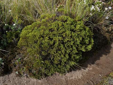 Image of Veronica tetragona subsp. subsimilis (Col.) Garn.-Jones
