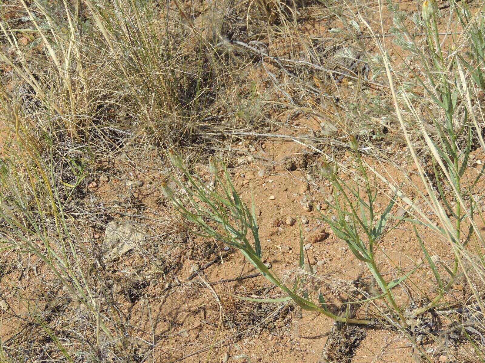 Plancia ëd Gelasia ensifolia