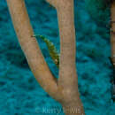 Image of giant slit-pore sea rod