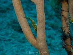 Image of giant slit-pore sea rod