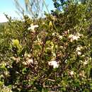 Image de Leptolaena pauciflora Baker