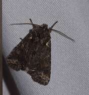 Image of Plush-naped Pinion