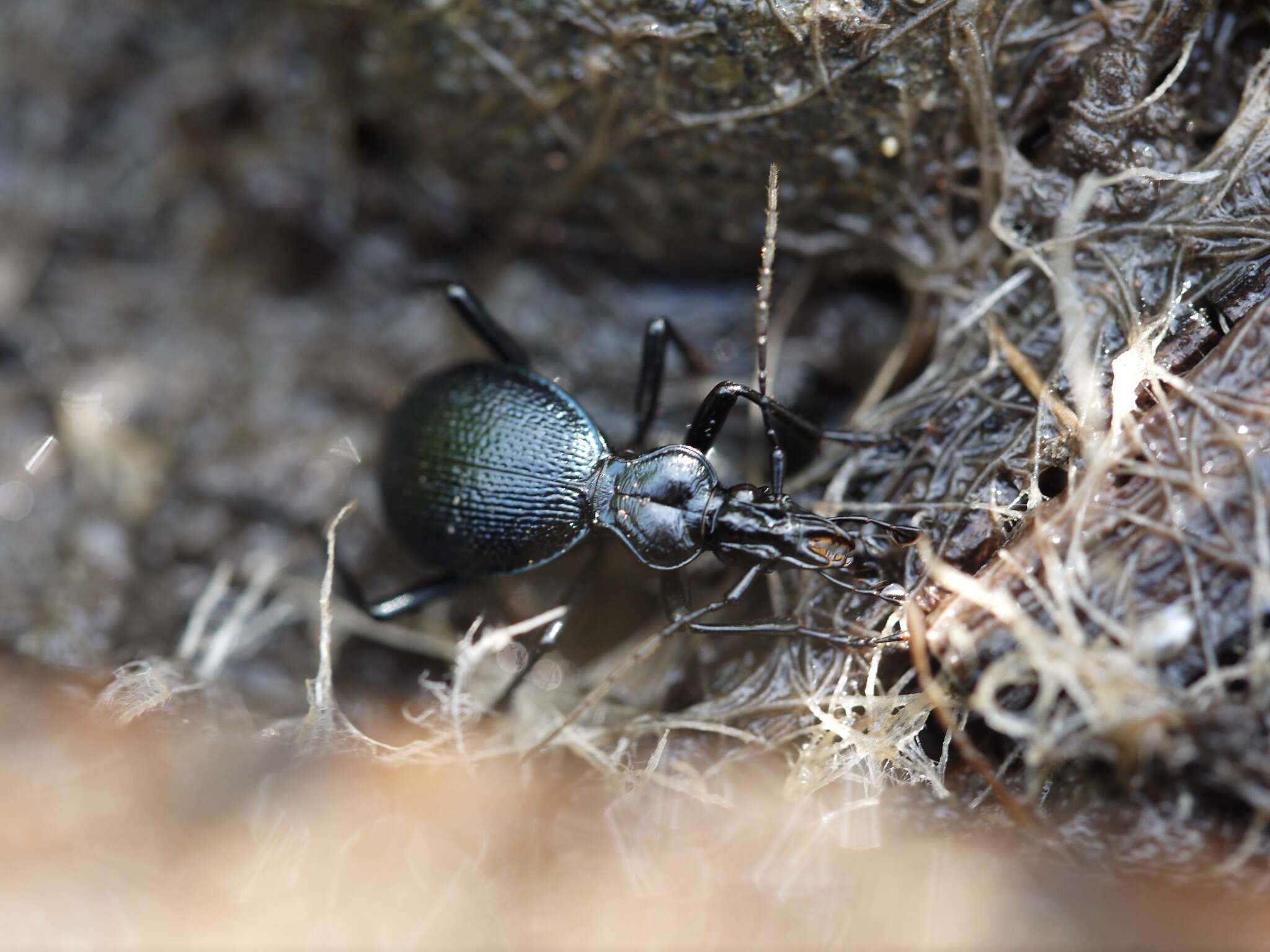 Imagem de Scaphinotus (Brennus) interruptus (Ménétriés 1843)