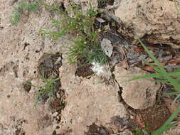 Image of Dianthus namaensis Schinz