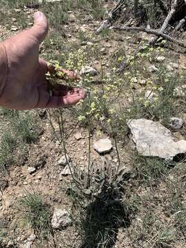 Image of Havard's buckwheat