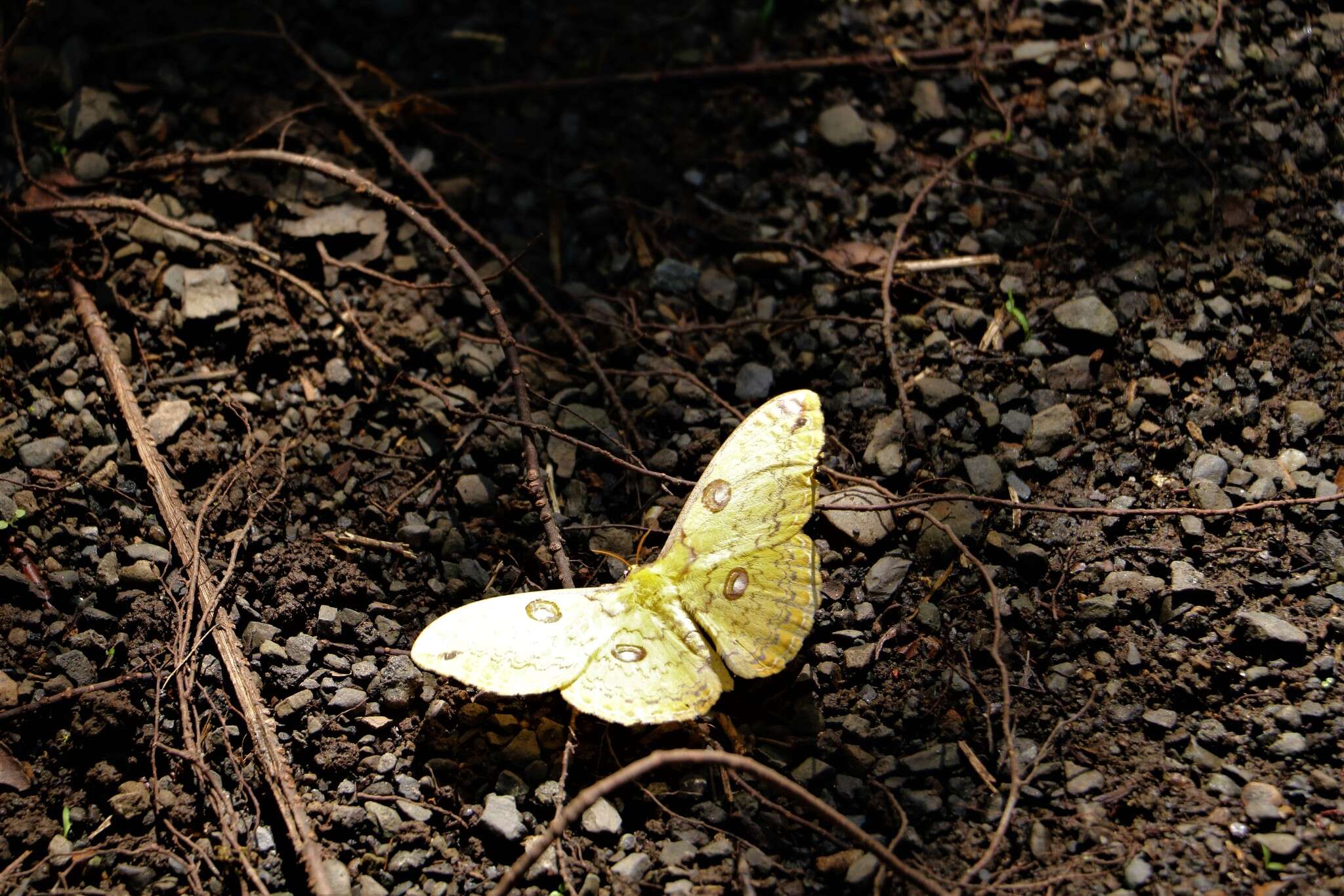 Image of Loepa formosensis Mell 1939