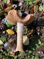 Image of Cortinarius alboroseus (R. Heim) Peintner, E. Horak, M. M. Moser & Vilgalys 2002