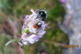 Image of Bombus rufofasciatus Smith 1852