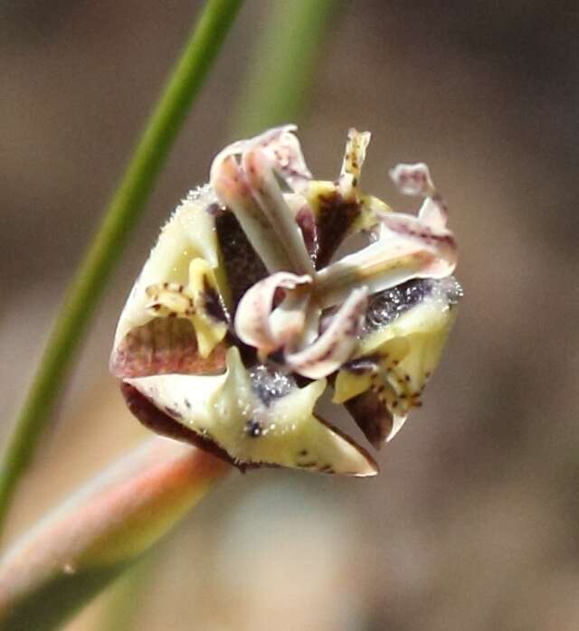 Image of Moraea unguiculata Ker Gawl.