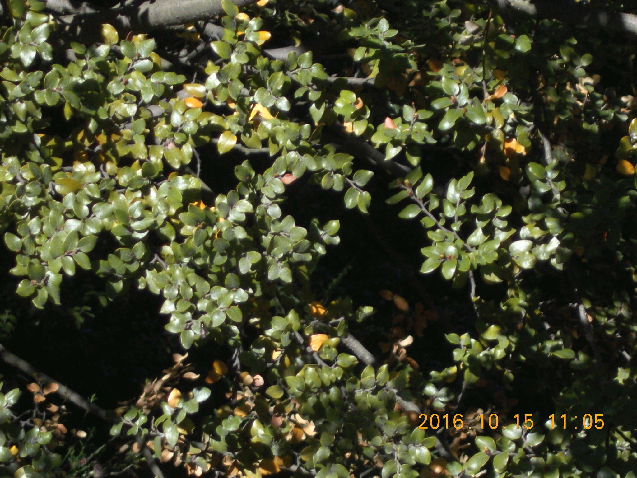 Image of Nothofagus cliffortioides (Hook. fil.) Oerst.