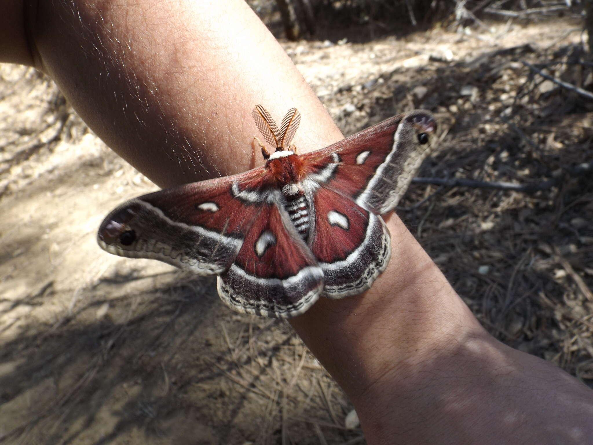 Image of Glover's Silkmoth