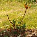 Слика од Erythrina leptorhiza DC.
