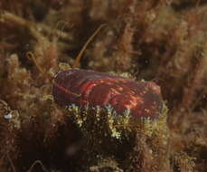 Image of Stomatella impertusa (Burrow 1815)