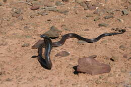 Image of Egyptian Cobra