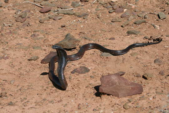 Image of Egyptian Cobra