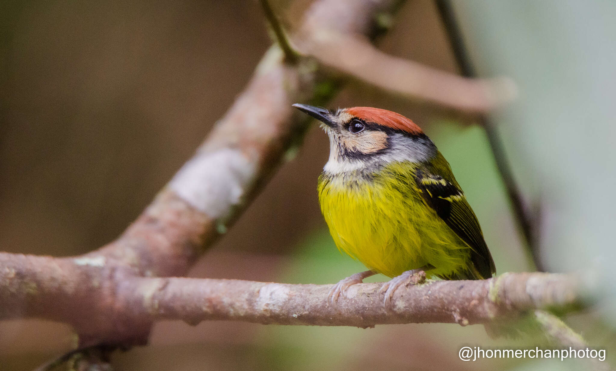 Image of Rufous-crowned Tody-Flycatcher