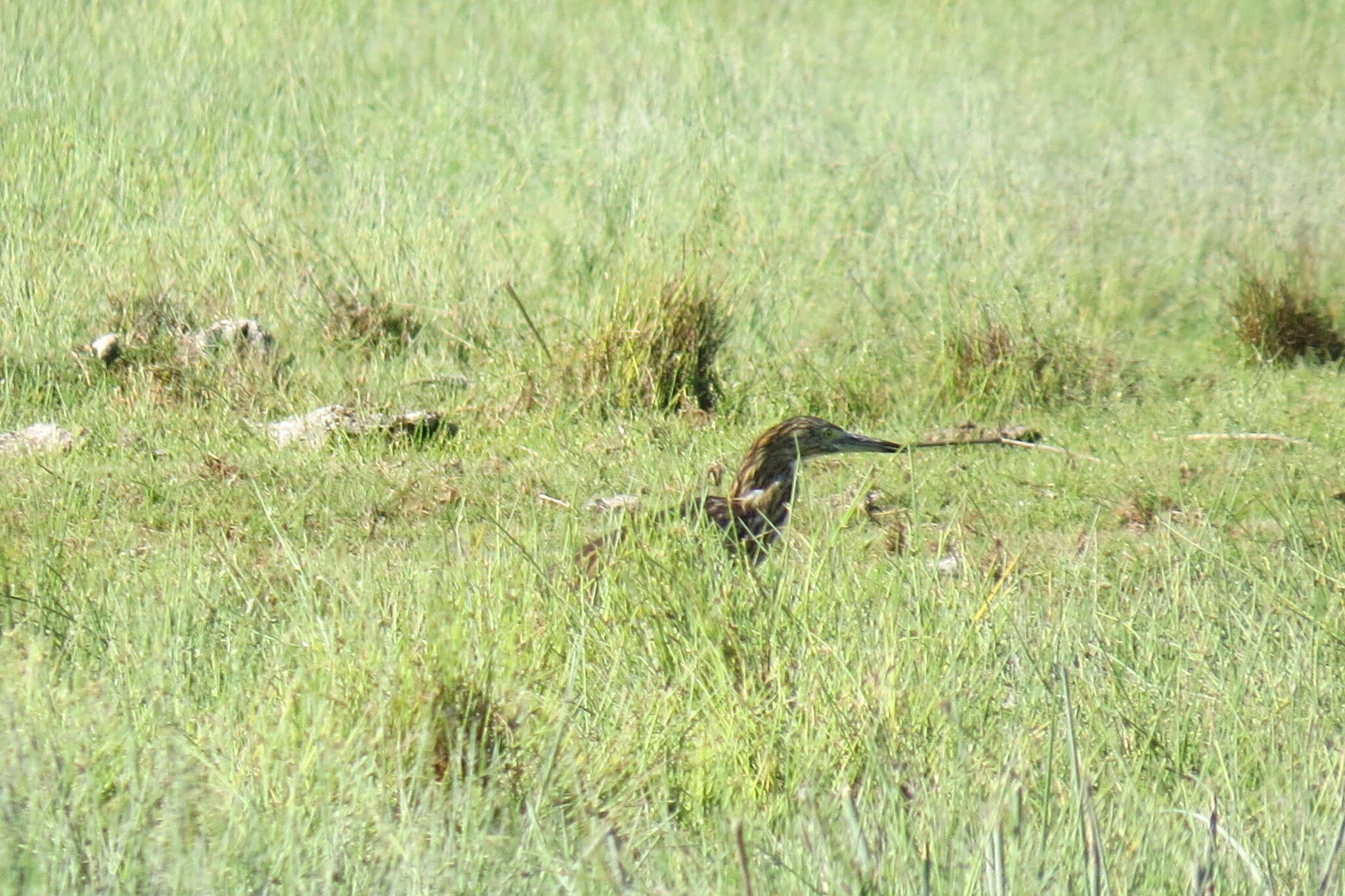 Image of Madagascar Pond-Heron