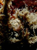 Image of Polycera melanosticta M. C. Miller 1996