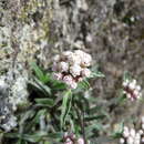 Image of Quasiantennaria linearifolia (Wedd.) R. J. Bayer & M. O. Dillon