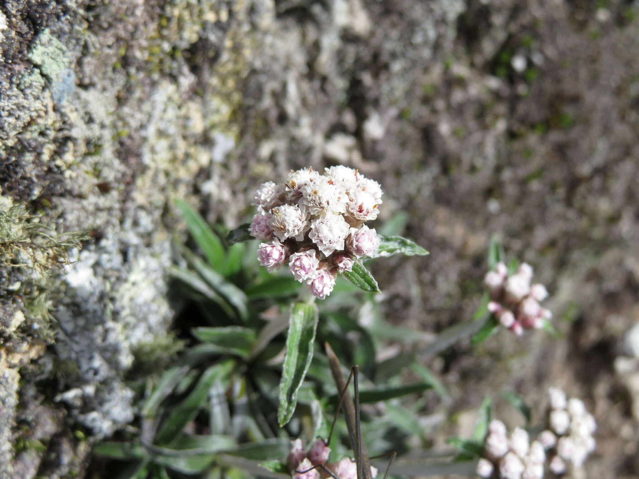 Image of Quasiantennaria linearifolia (Wedd.) R. J. Bayer & M. O. Dillon