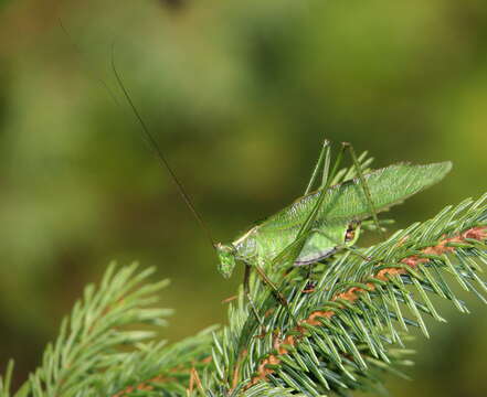 Image of Treetop Bush Katydid