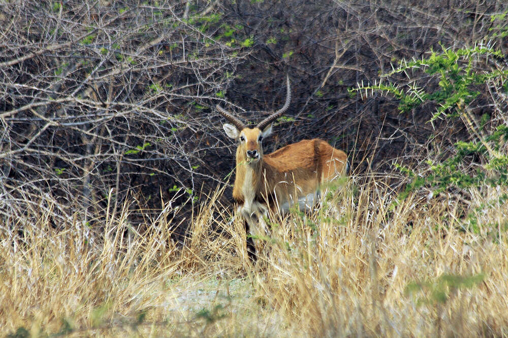 Image of Kafue Lechwe