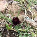 Calochortus nigrescens Ownbey resmi