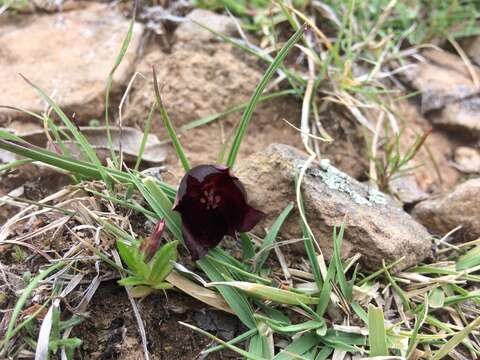 Calochortus nigrescens Ownbey resmi