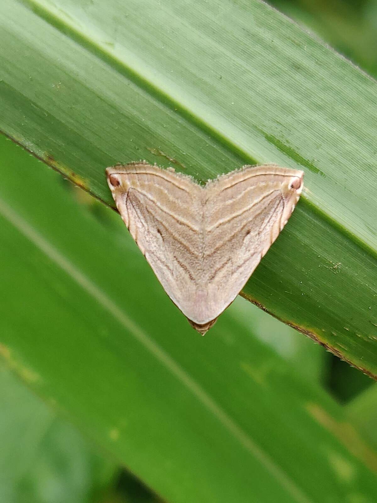 Image of Honeyania ragusana (Freyer 1845)