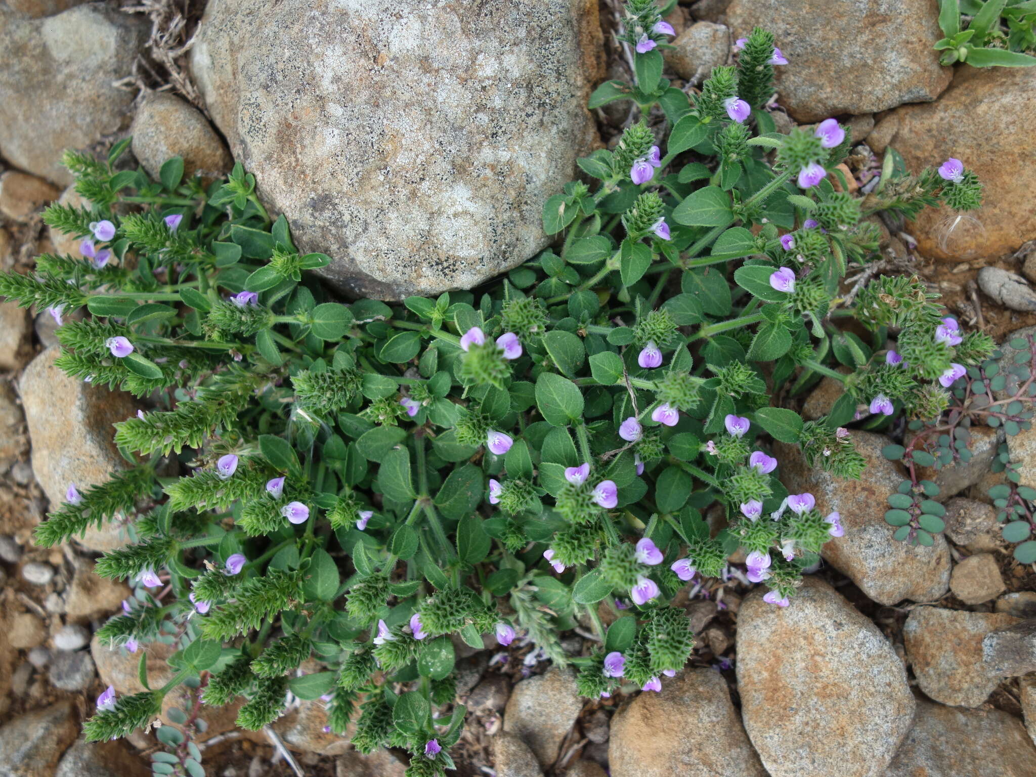 Image of Justicia procumbens var. hirsuta Yamam.