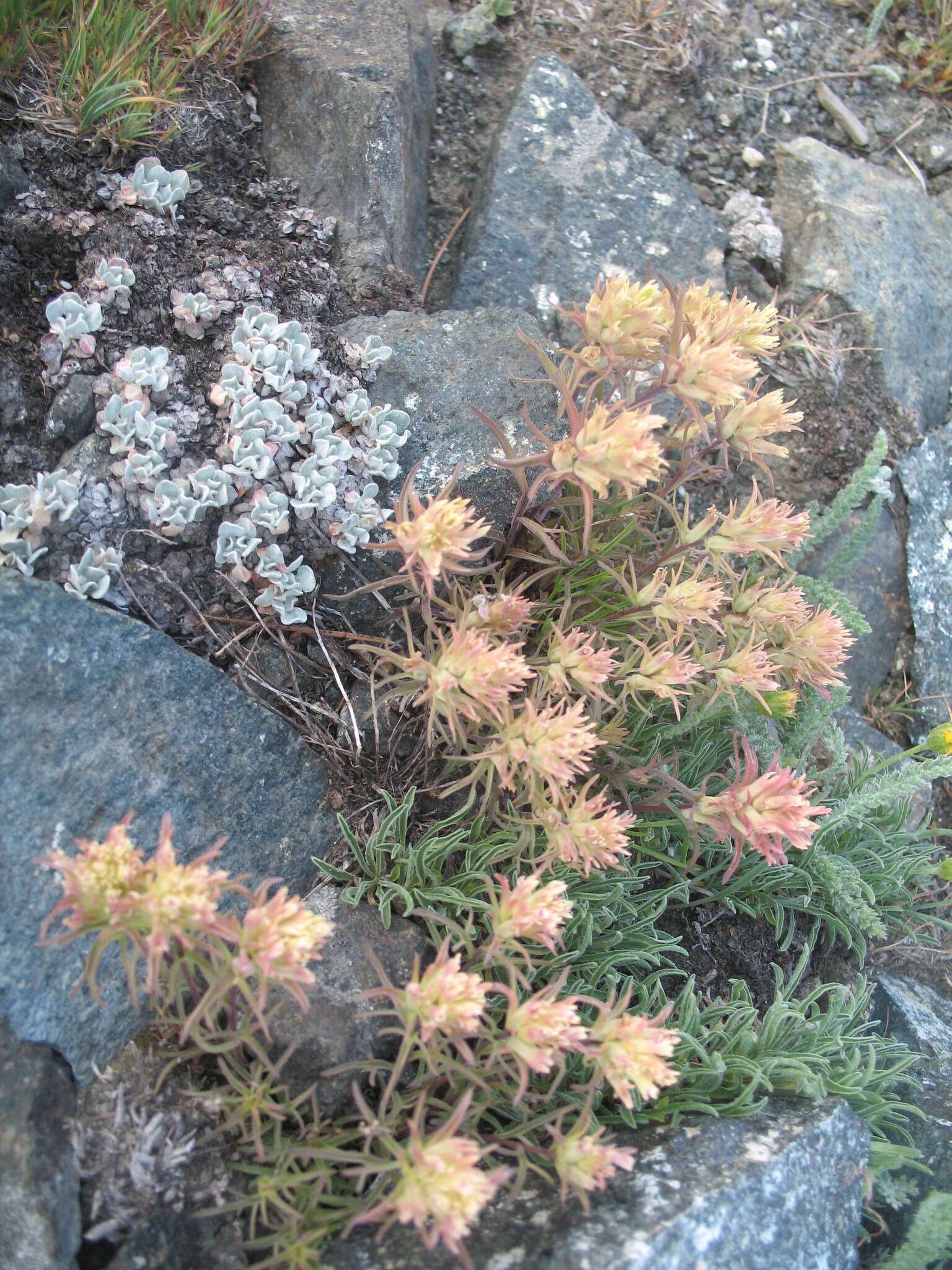 Слика од <i>Castilleja <i>pallescens</i></i> var. pallescens