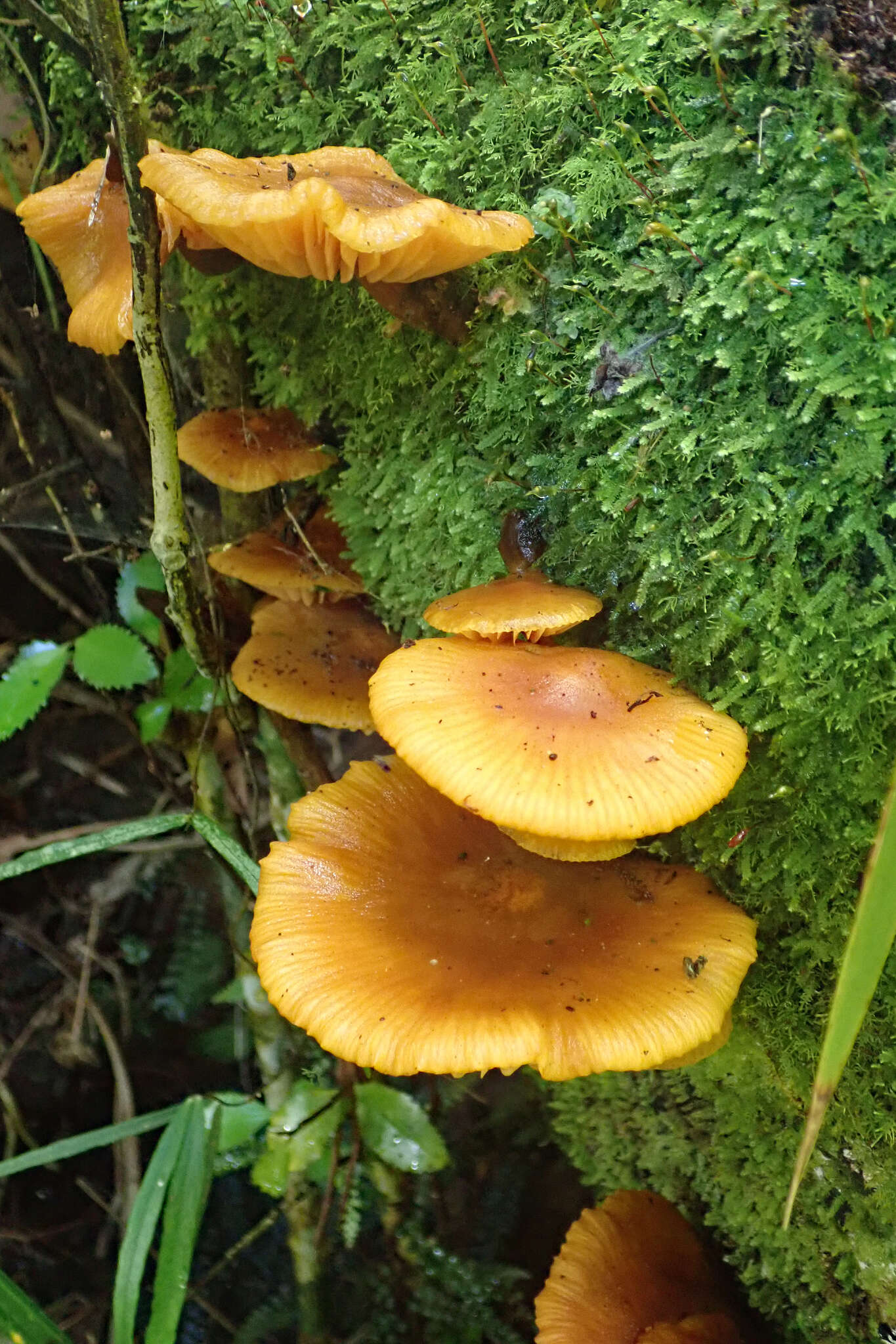 Image of Heimiomyces velutipes (G. Stev.) J. A. Cooper 2014