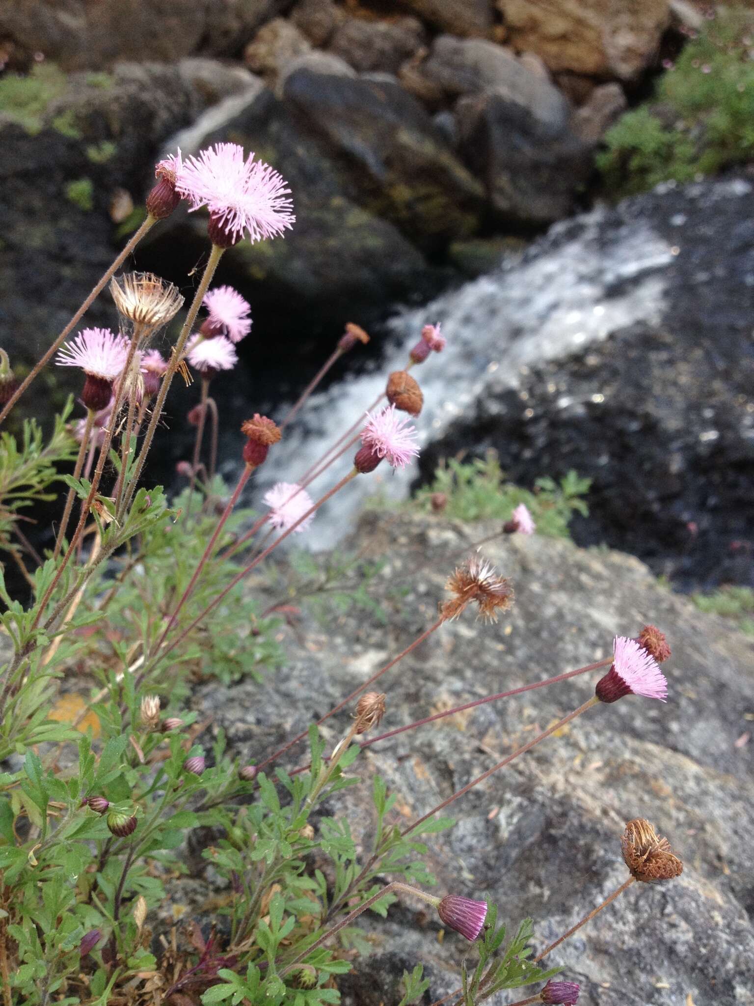 Hofmeisteria schaffneri (A. Gray) R. King & H. Rob.的圖片